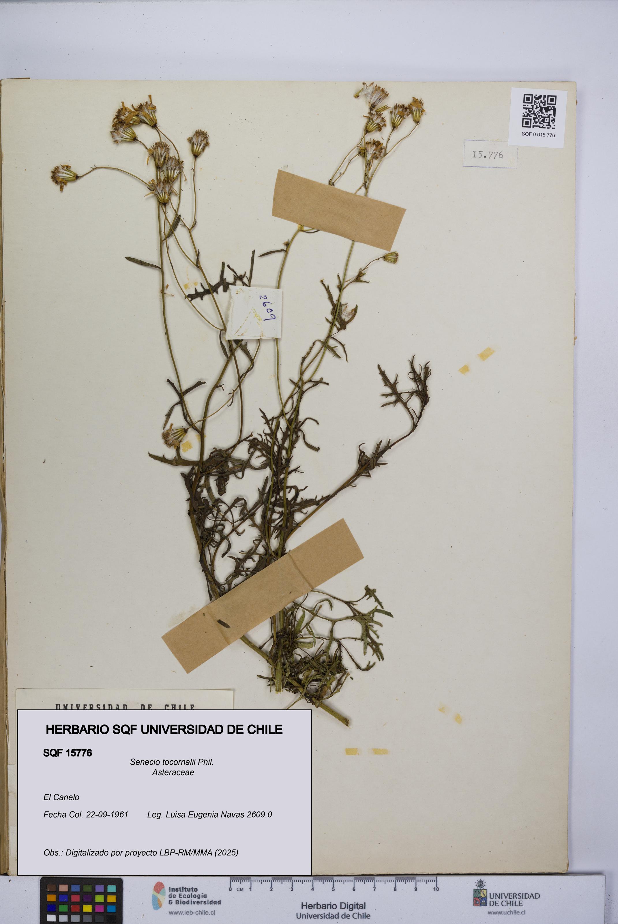 Senecio tocornalii [Espécimen: UCH:SQF:0015776]