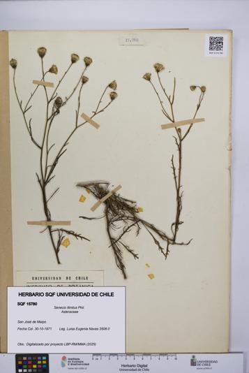 Senecio illinitus [Espécimen: UCH:SQF:0015780]