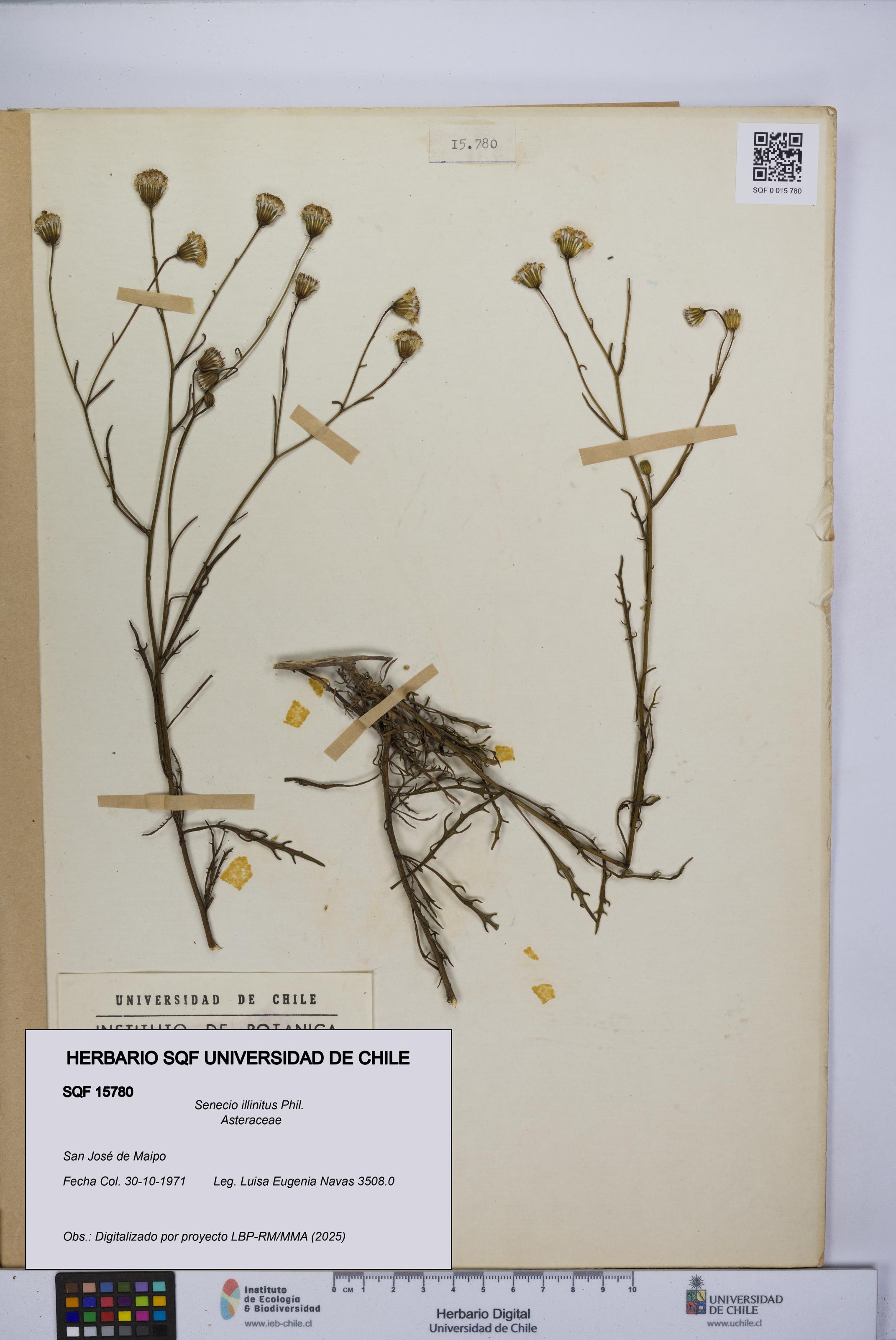 Senecio illinitus [Espécimen: UCH:SQF:0015780]