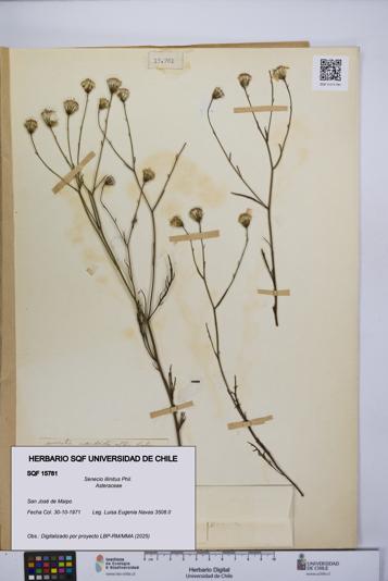 Senecio illinitus [Espécimen: UCH:SQF:0015781]