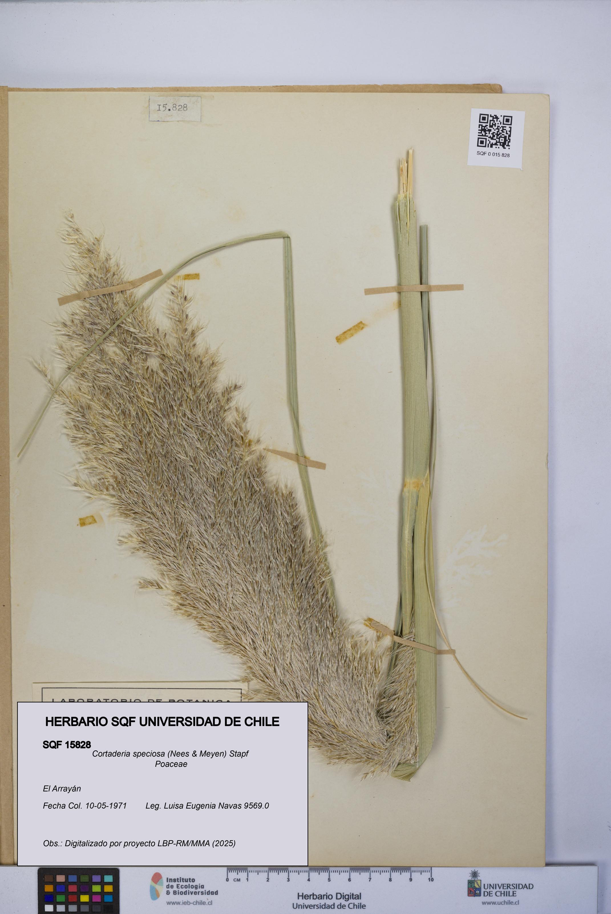 Cortaderia speciosa [Espécimen: UCH:SQF:0015828]