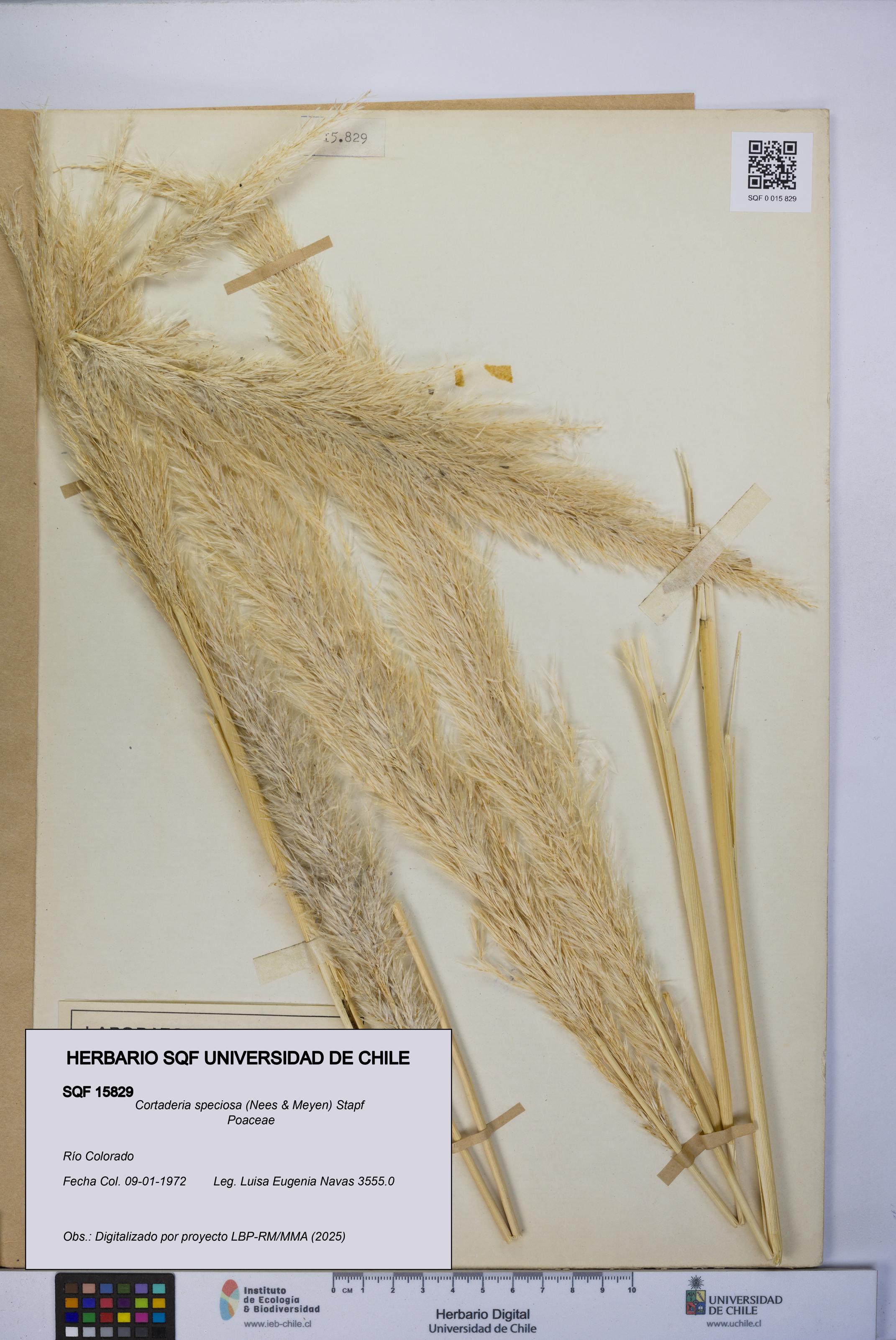 Cortaderia speciosa [Espécimen: UCH:SQF:0015829]