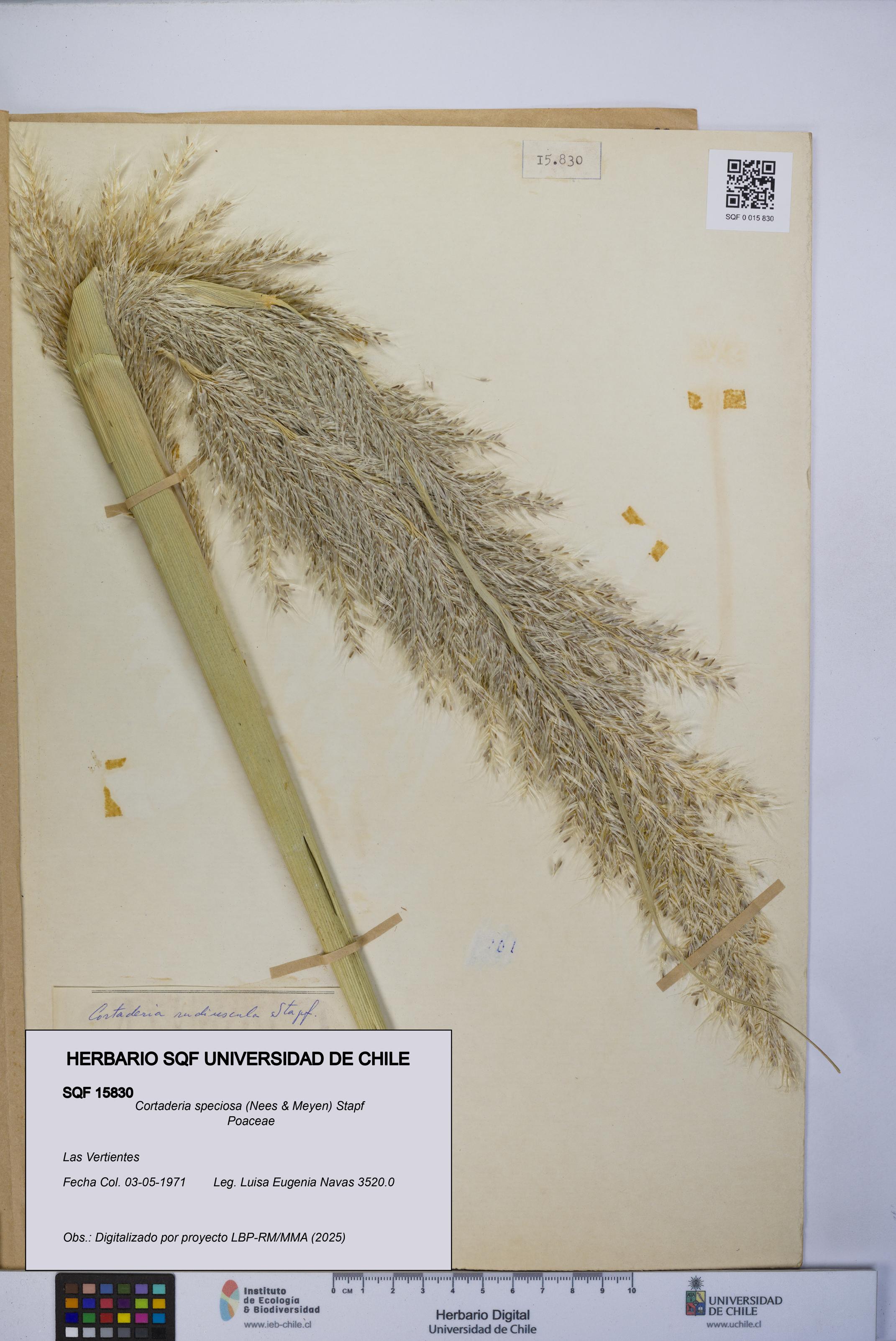 Cortaderia speciosa [Espécimen: UCH:SQF:0015830]