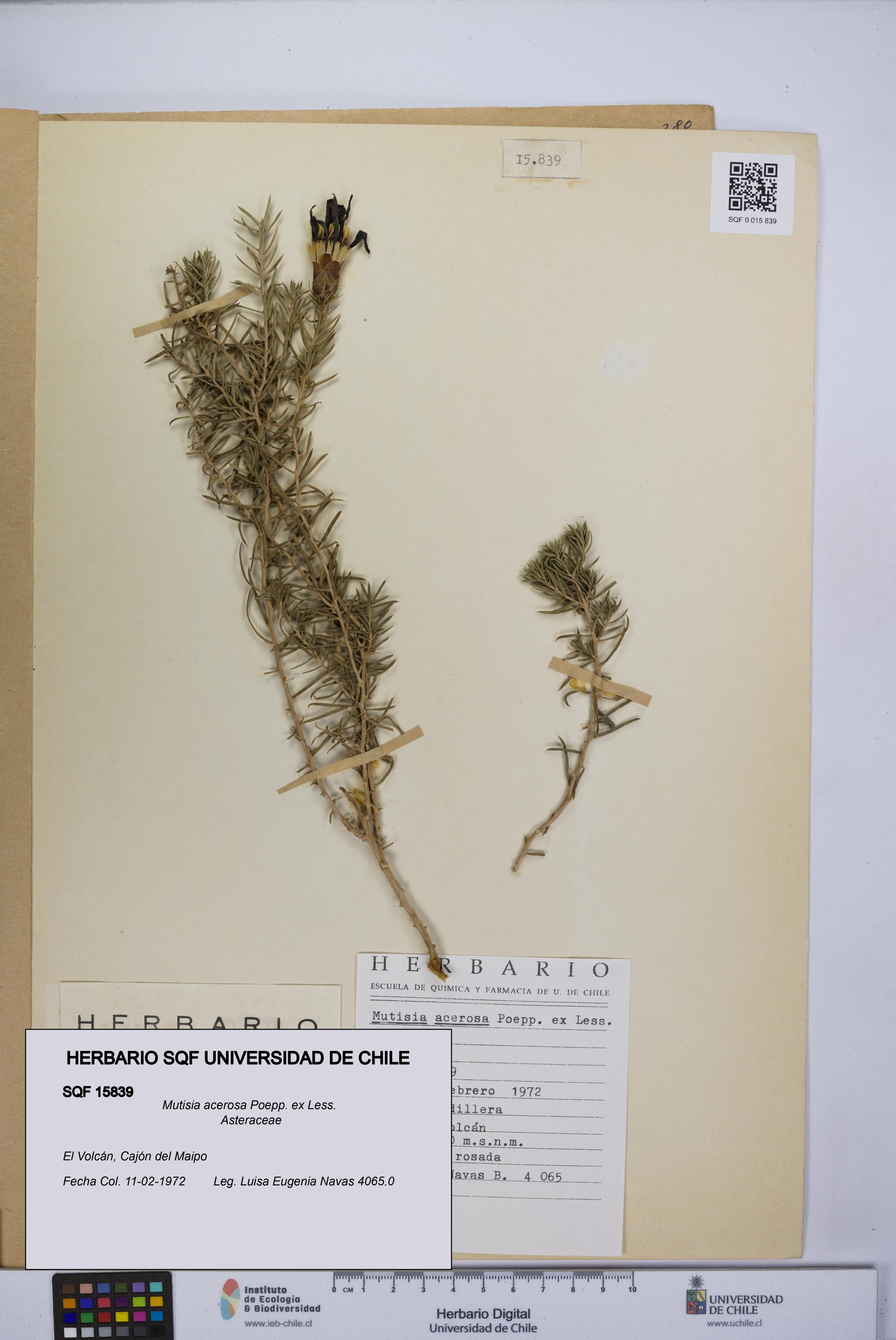 Mutisia acerosa [Espécimen: UCH:SQF:0015839]