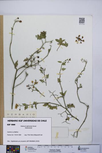 Solanum alphonsei [Espécimen: UCH:SQF:0015906]