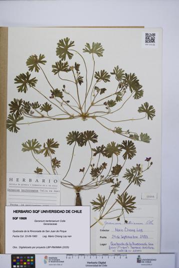 Geranium berteroanum [Espécimen: UCH:SQF:0015926]