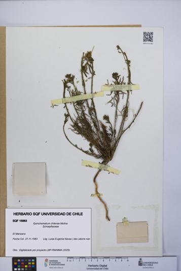 Quinchamalium chilense [Espécimen: UCH:SQF:0015963]