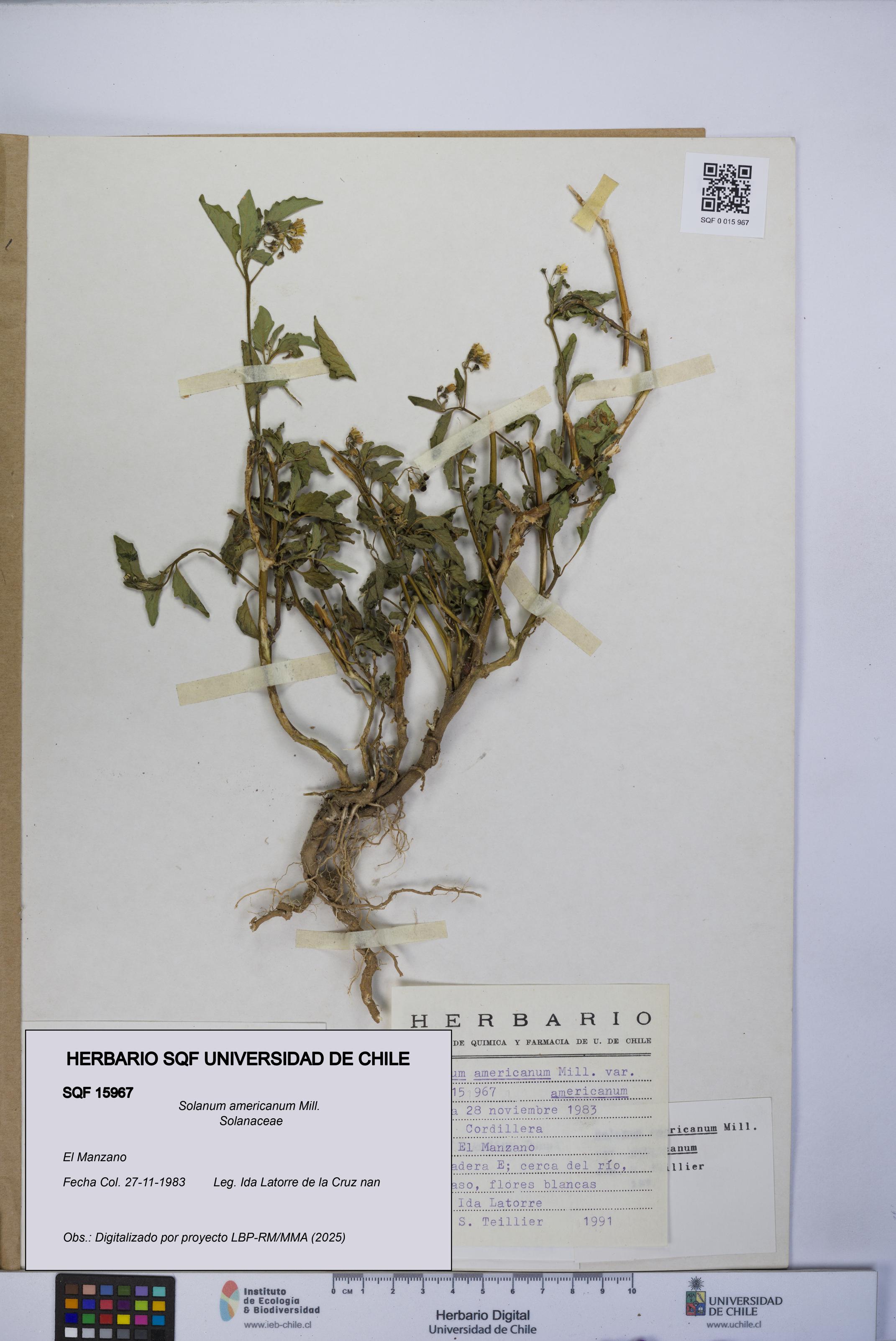 Solanum americanum [Espécimen: UCH:SQF:0015967]