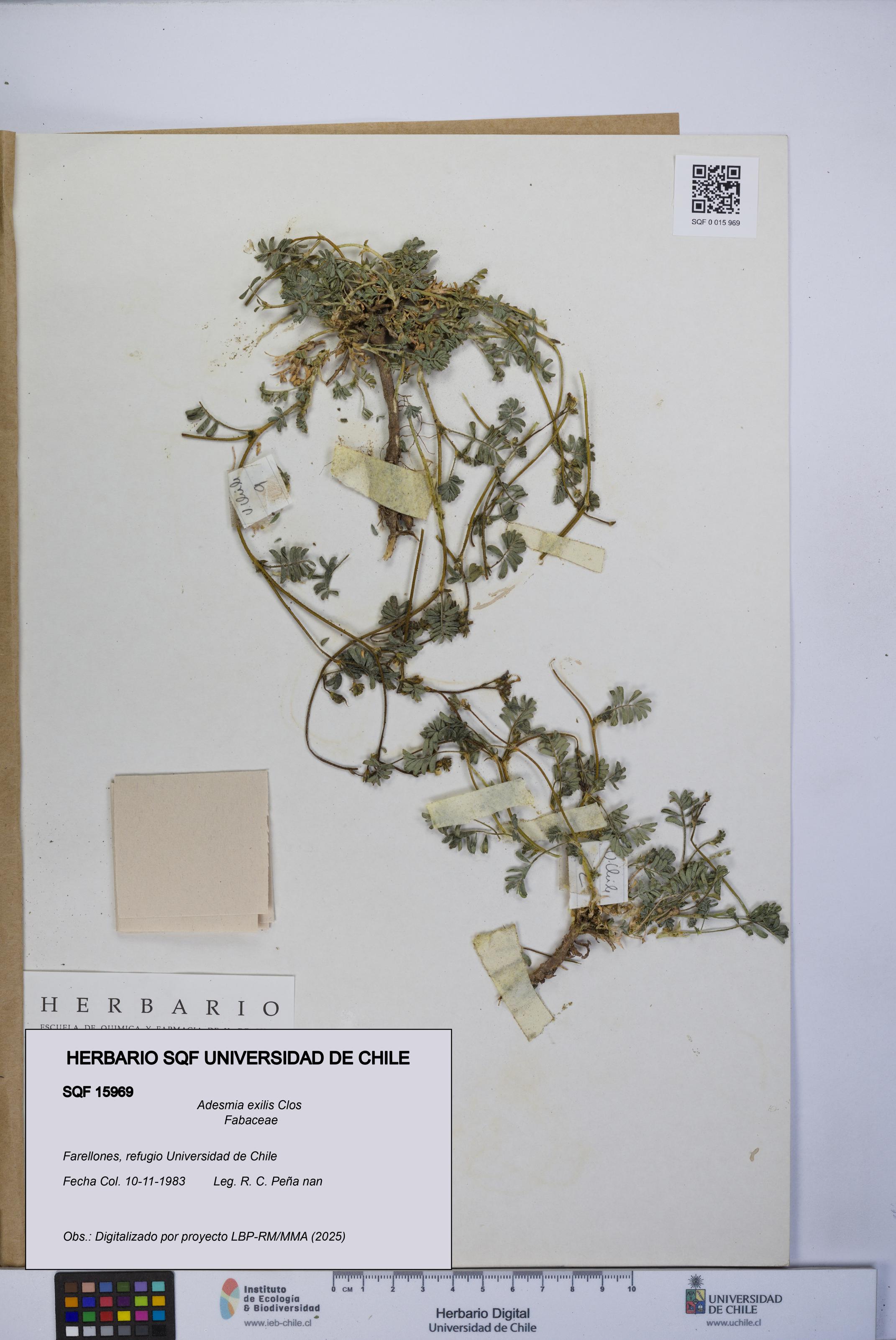 Adesmia exilis [Espécimen: UCH:SQF:0015969]