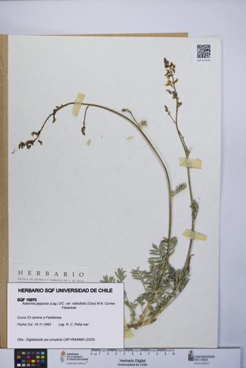 Adesmia papposa var. radicifolia [Espécimen: UCH:SQF:0015970]