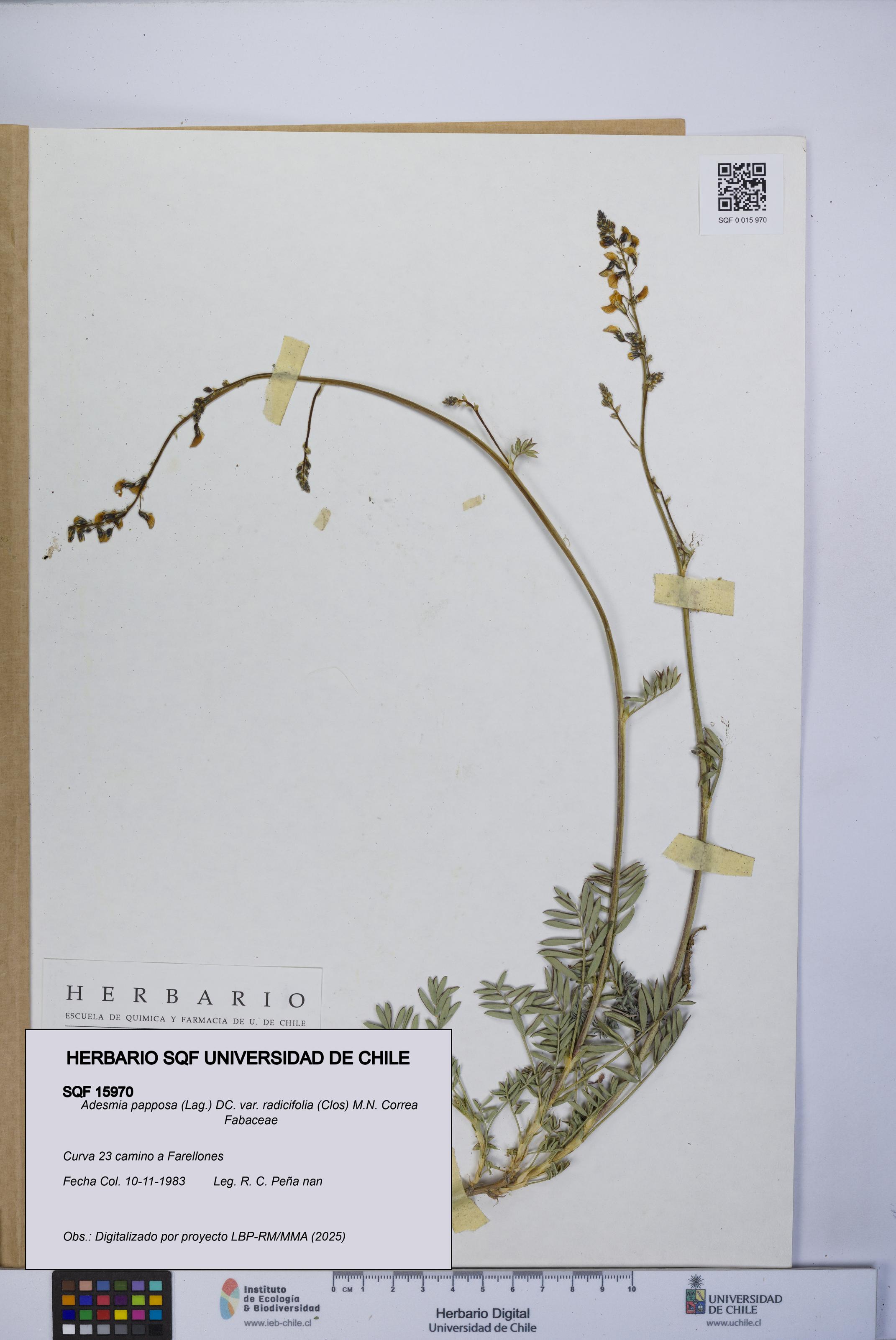 Adesmia papposa var. radicifolia [Espécimen: UCH:SQF:0015970]