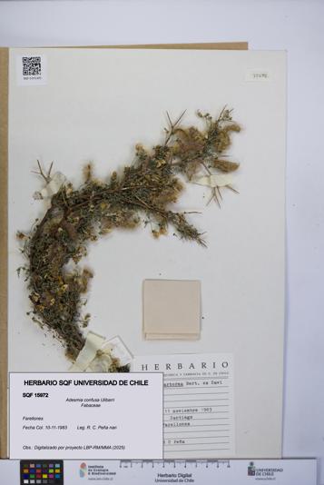 Adesmia confusa [Espécimen: UCH:SQF:0015972]