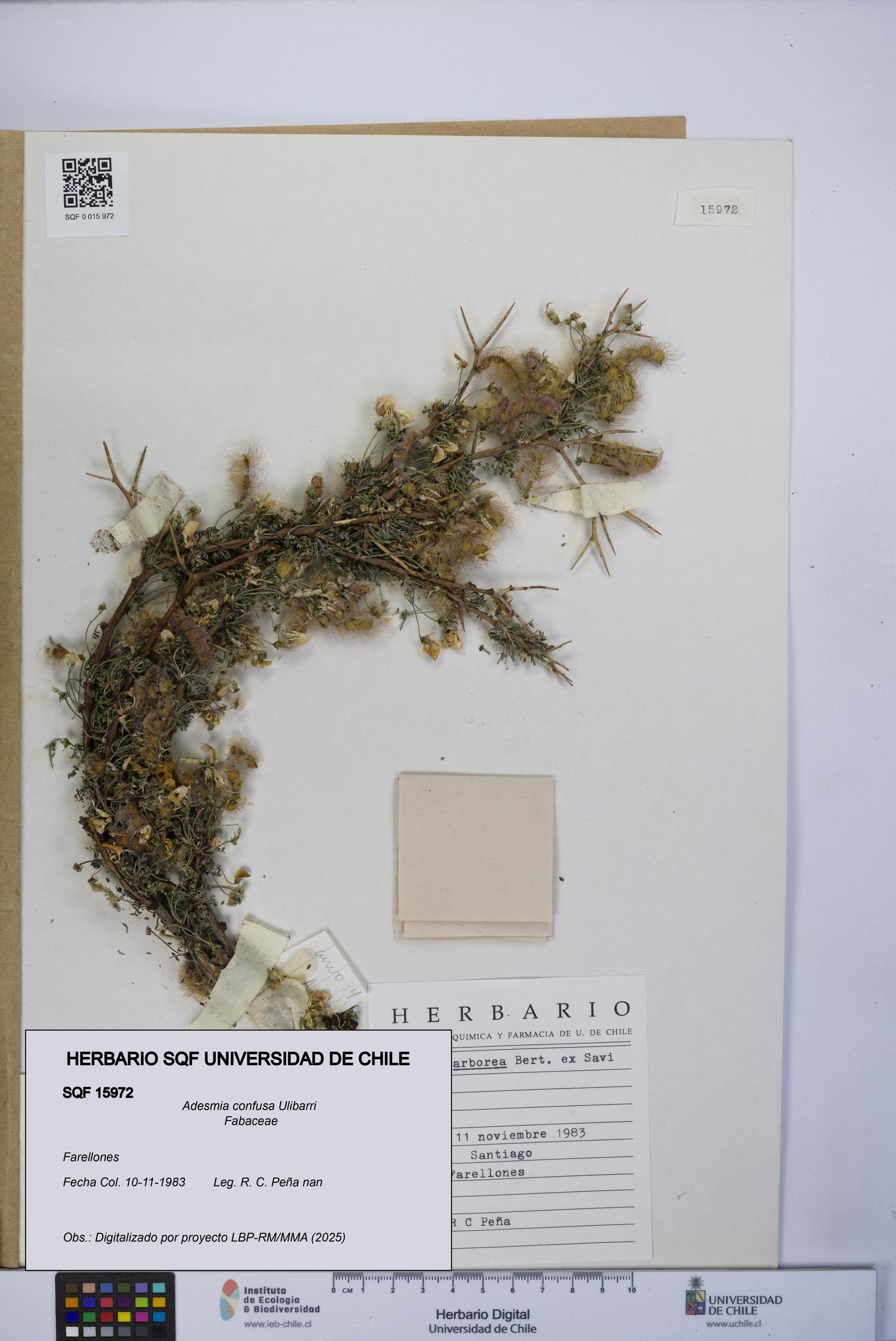 Adesmia confusa [Espécimen: UCH:SQF:0015972]