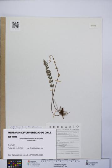 Cheilanthes hypoleuca [Espécimen: UCH:SQF:0015982]
