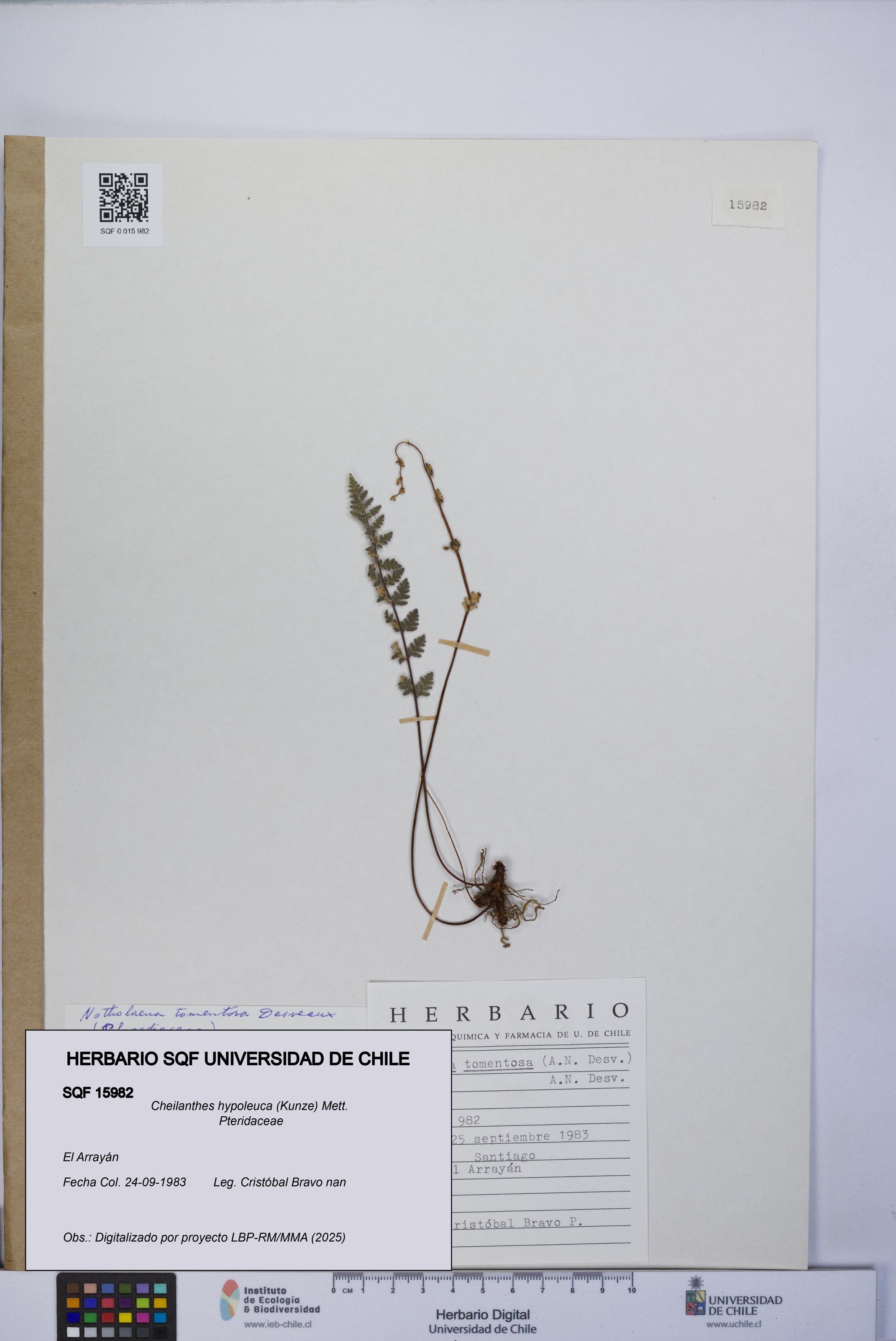 Cheilanthes hypoleuca [Espécimen: UCH:SQF:0015982]