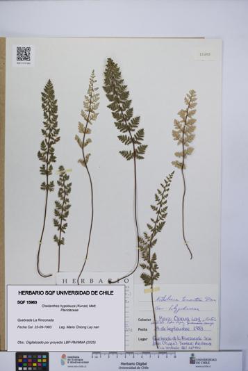 Cheilanthes hypoleuca [Espécimen: UCH:SQF:0015983]