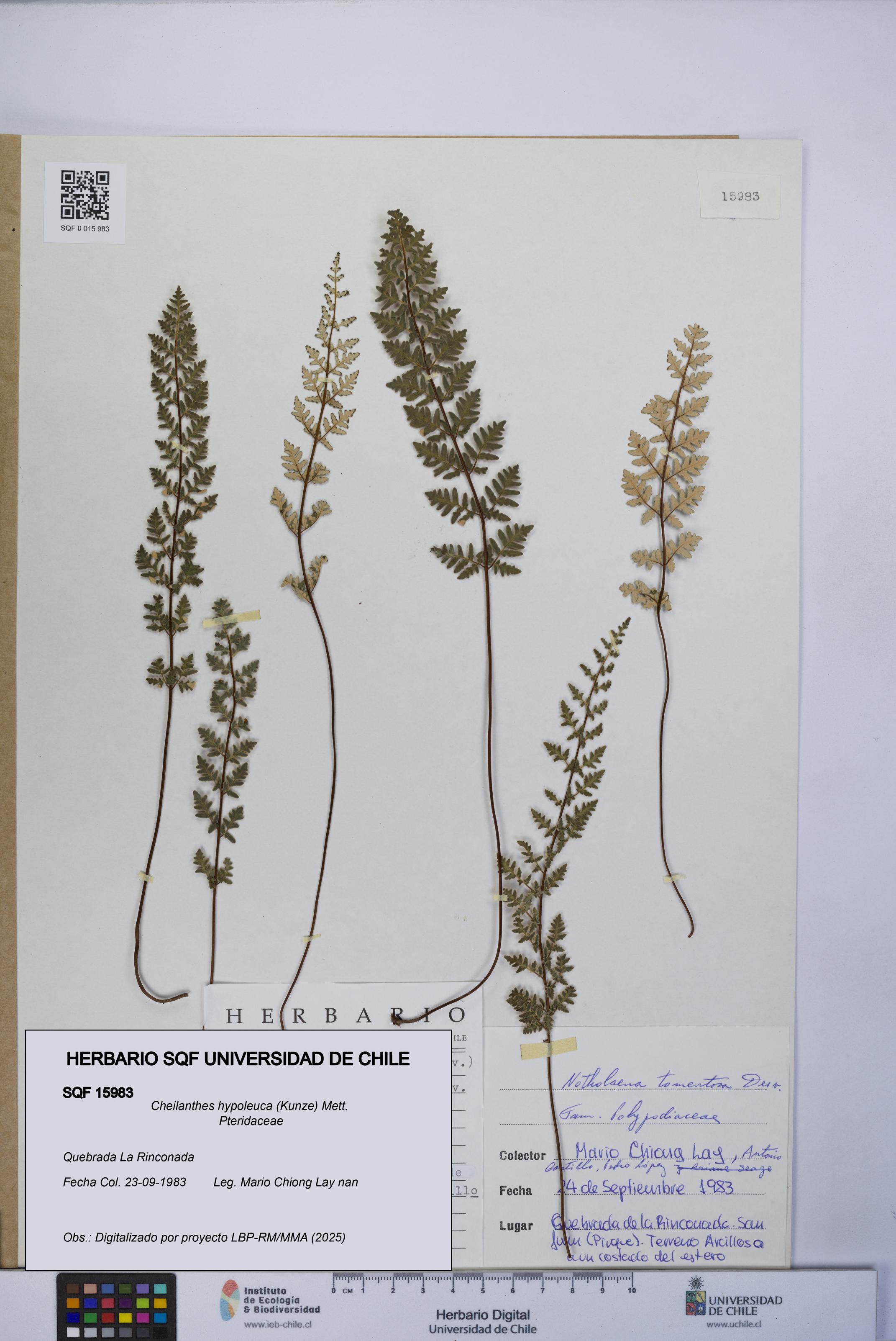 Cheilanthes hypoleuca [Espécimen: UCH:SQF:0015983]