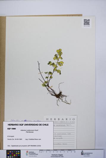 Adiantum sulphureum [Espécimen: UCH:SQF:0015990]