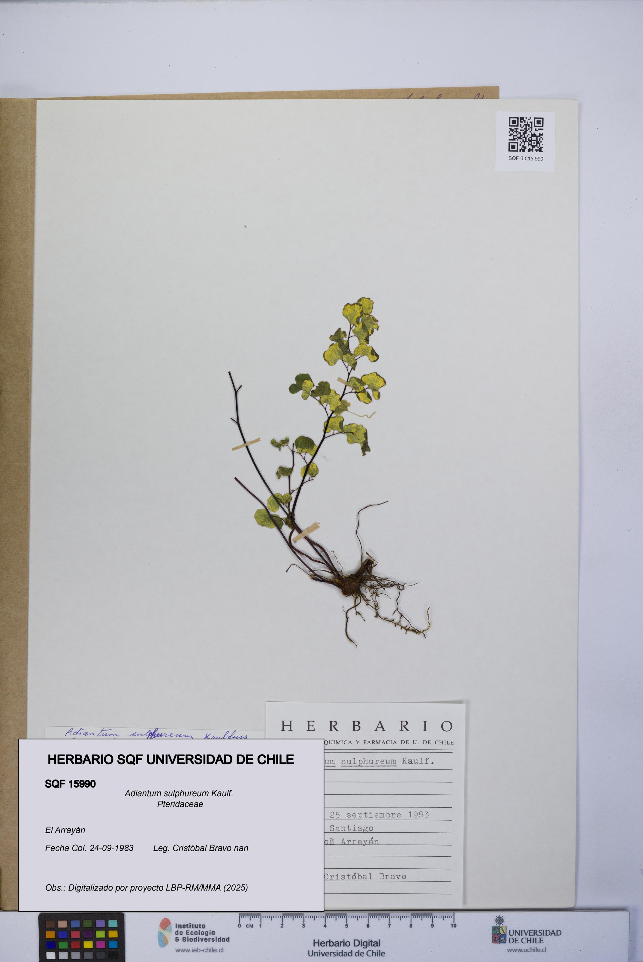 Adiantum sulphureum [Espécimen: UCH:SQF:0015990]