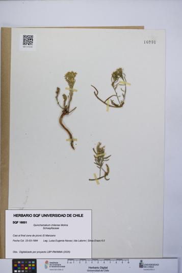Quinchamalium chilense [Espécimen: UCH:SQF:0016001]