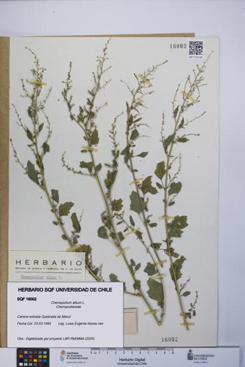 Chenopodium album [Espécimen: UCH:SQF:0016002]