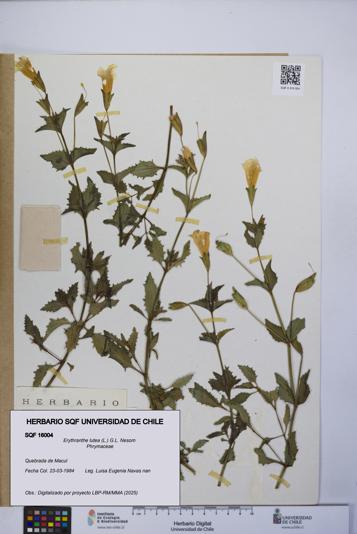 Erythranthe lutea [Espécimen: UCH:SQF:0016004]