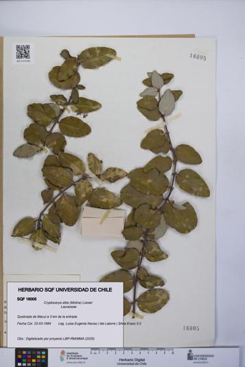 Cryptocarya alba [Espécimen: UCH:SQF:0016005]