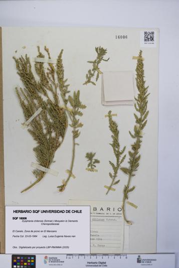 Dysphania chilensis [Espécimen: UCH:SQF:0016006]
