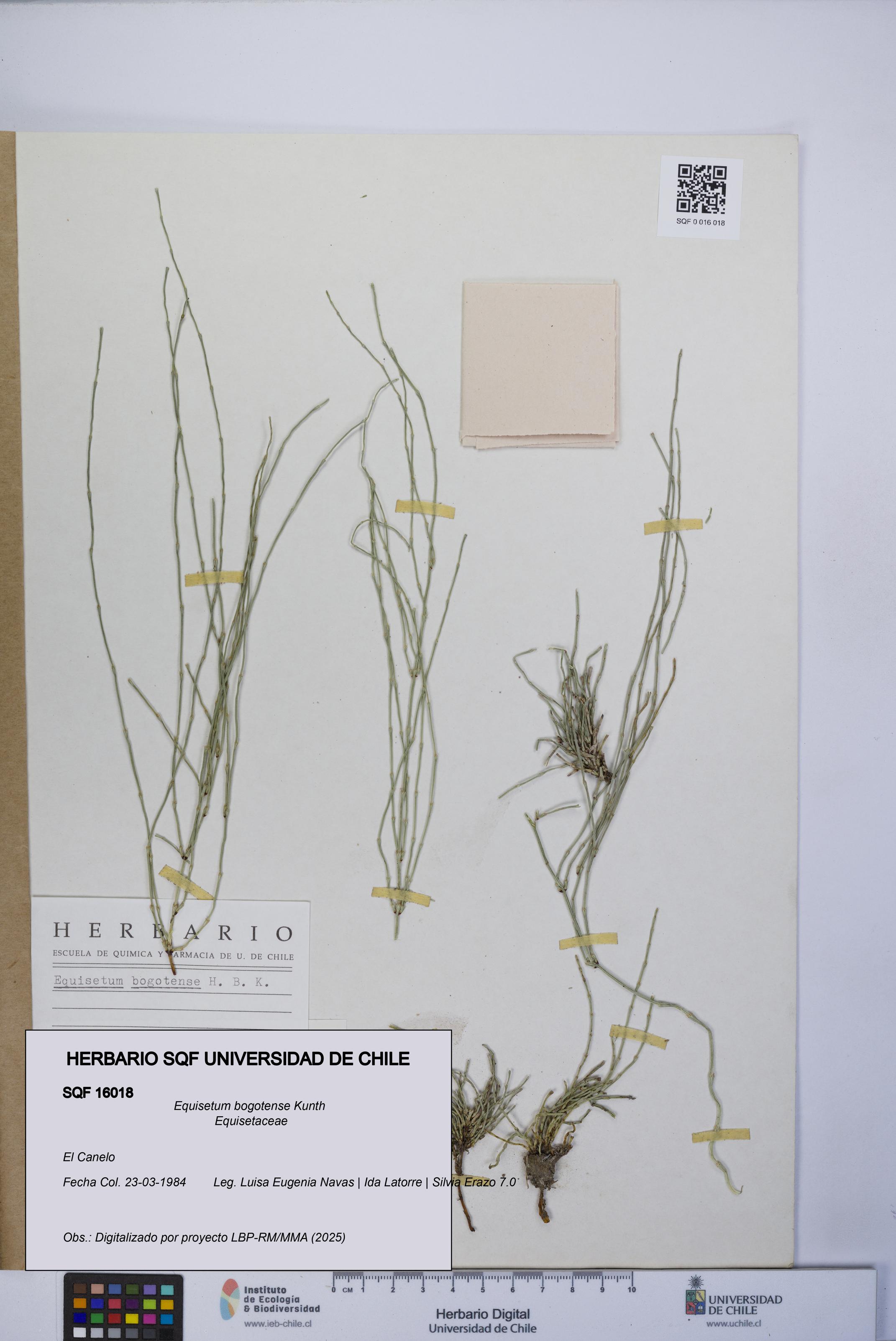 Equisetum bogotense [Espécimen: UCH:SQF:0016018]