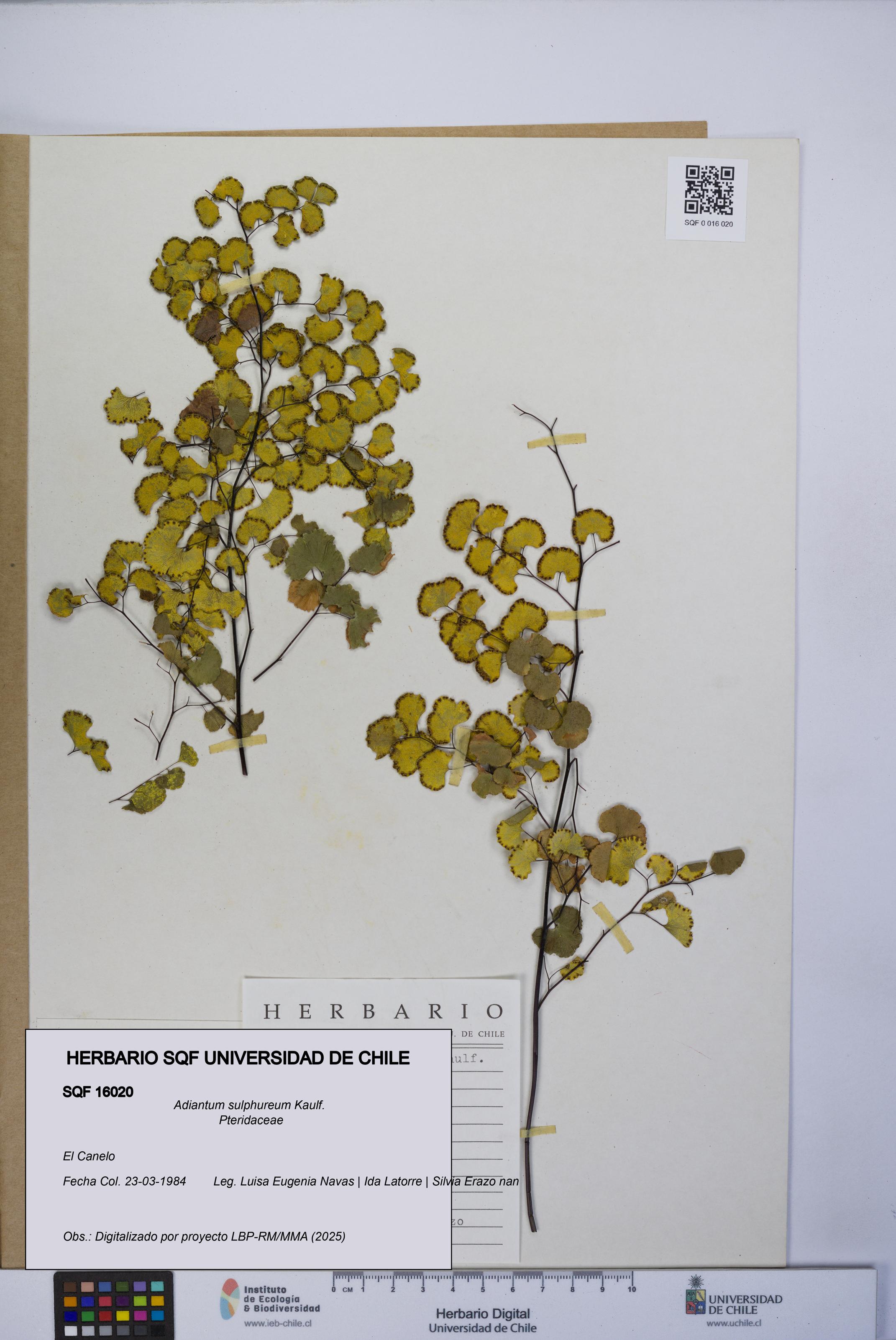 Adiantum sulphureum [Espécimen: UCH:SQF:0016020]