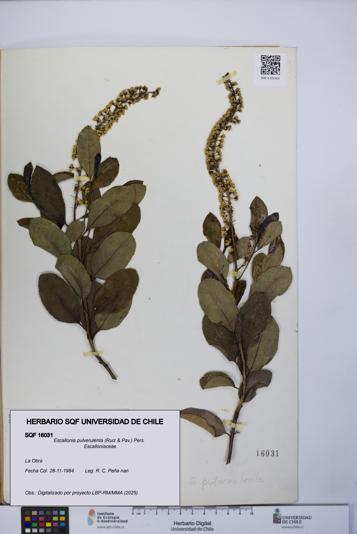 Escallonia pulverulenta [Espécimen: UCH:SQF:0016031]