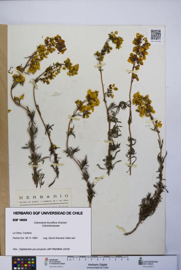 Calceolaria thyrsiflora [Espécimen: UCH:SQF:0016033]