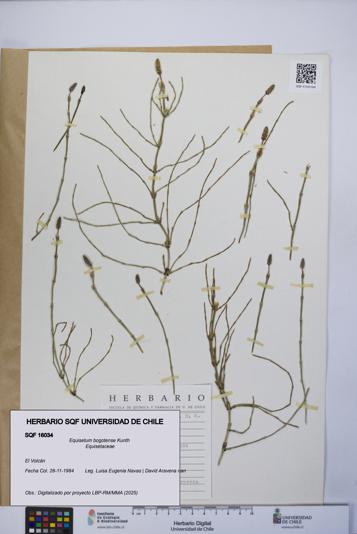 Equisetum bogotense [Espécimen: UCH:SQF:0016034]