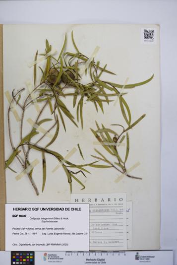 Colliguaja integerrima [Espécimen: UCH:SQF:0016037]