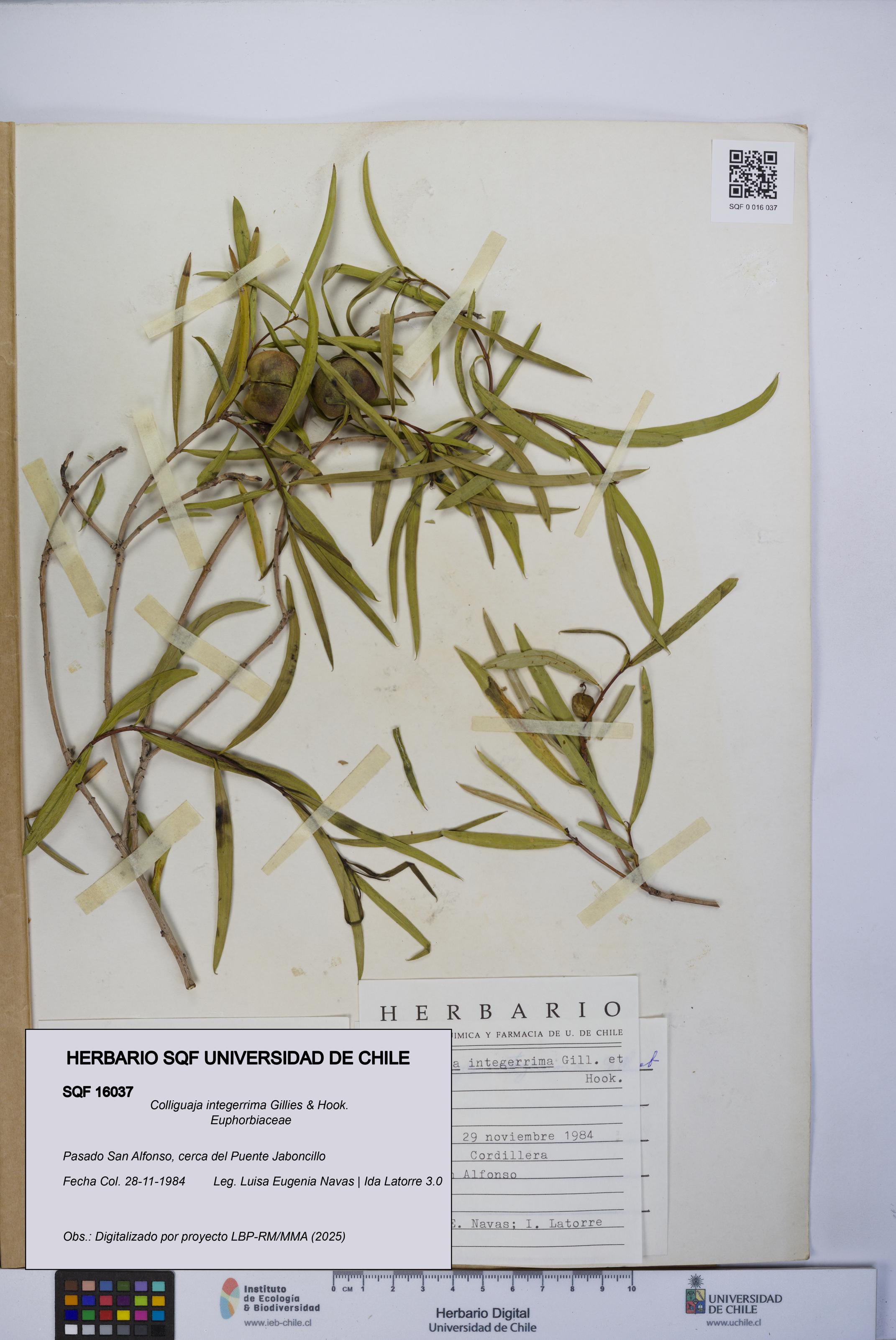 Colliguaja integerrima [Espécimen: UCH:SQF:0016037]