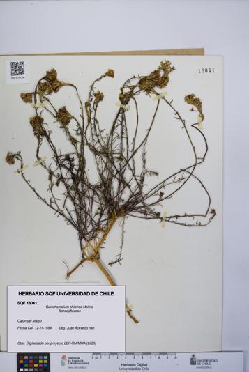 Quinchamalium chilense [Espécimen: UCH:SQF:0016041]