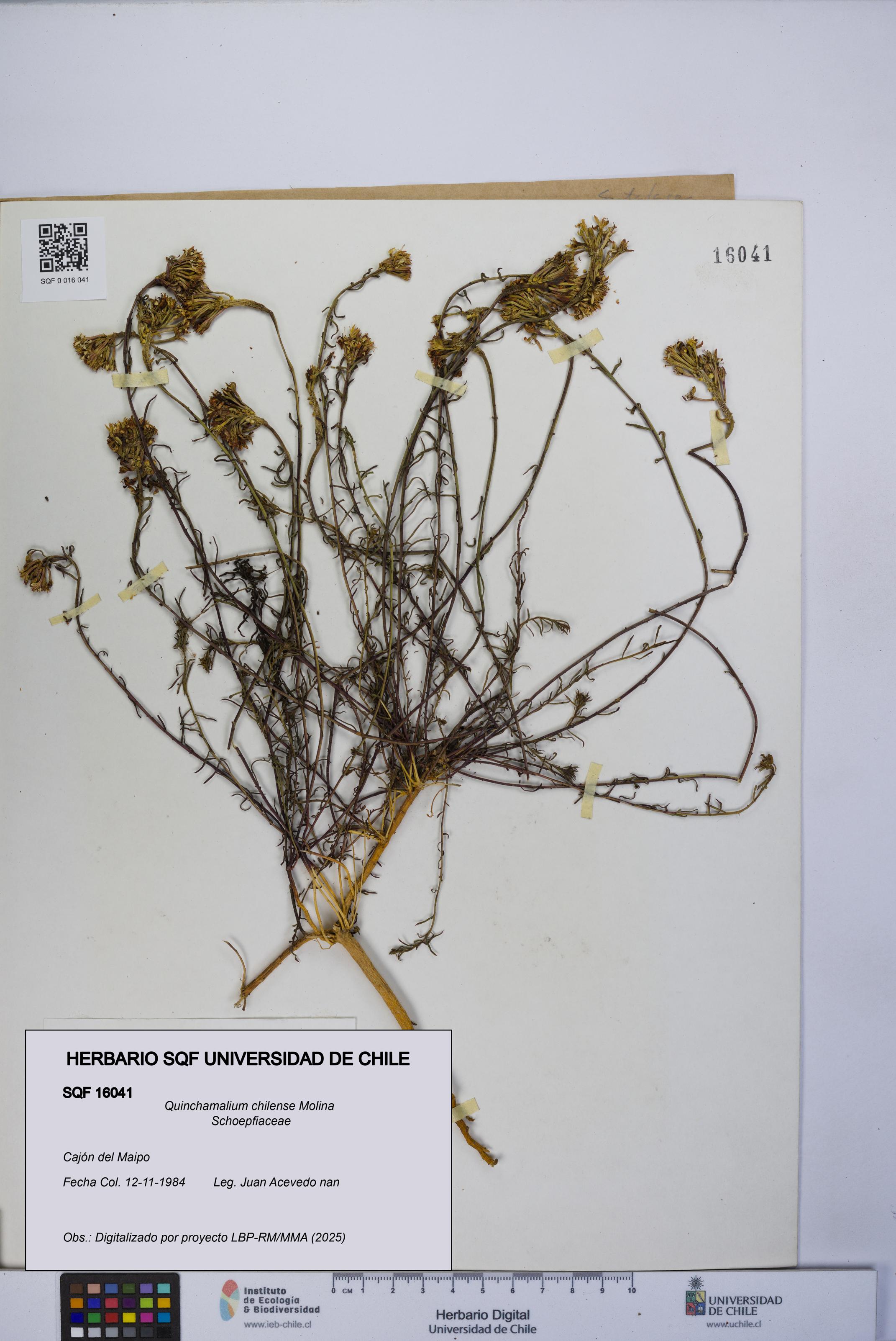 Quinchamalium chilense [Espécimen: UCH:SQF:0016041]