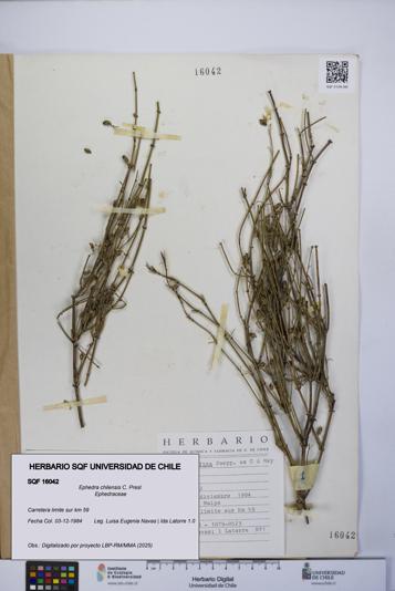 Ephedra chilensis [Espécimen: UCH:SQF:0016042]