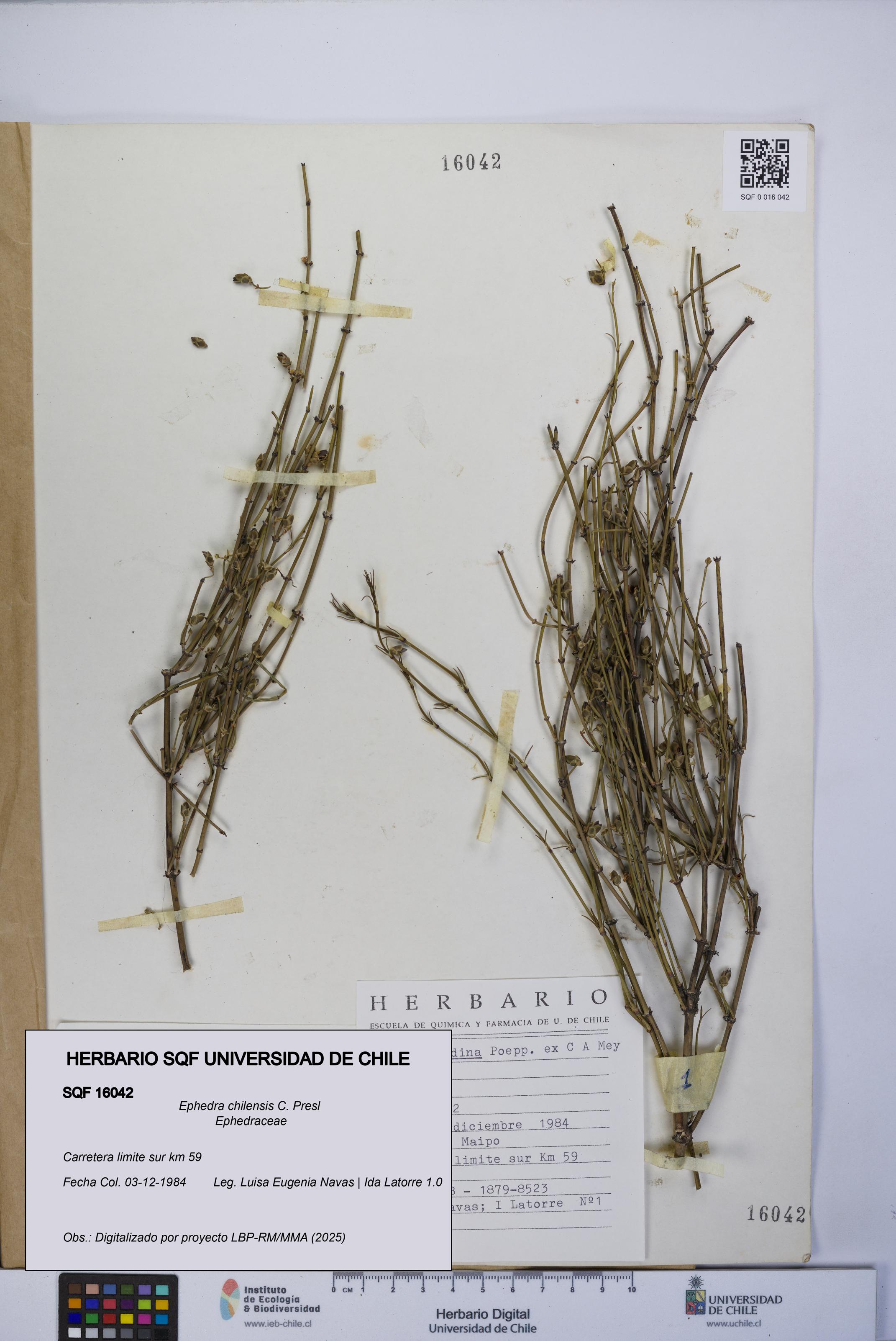 Ephedra chilensis [Espécimen: UCH:SQF:0016042]