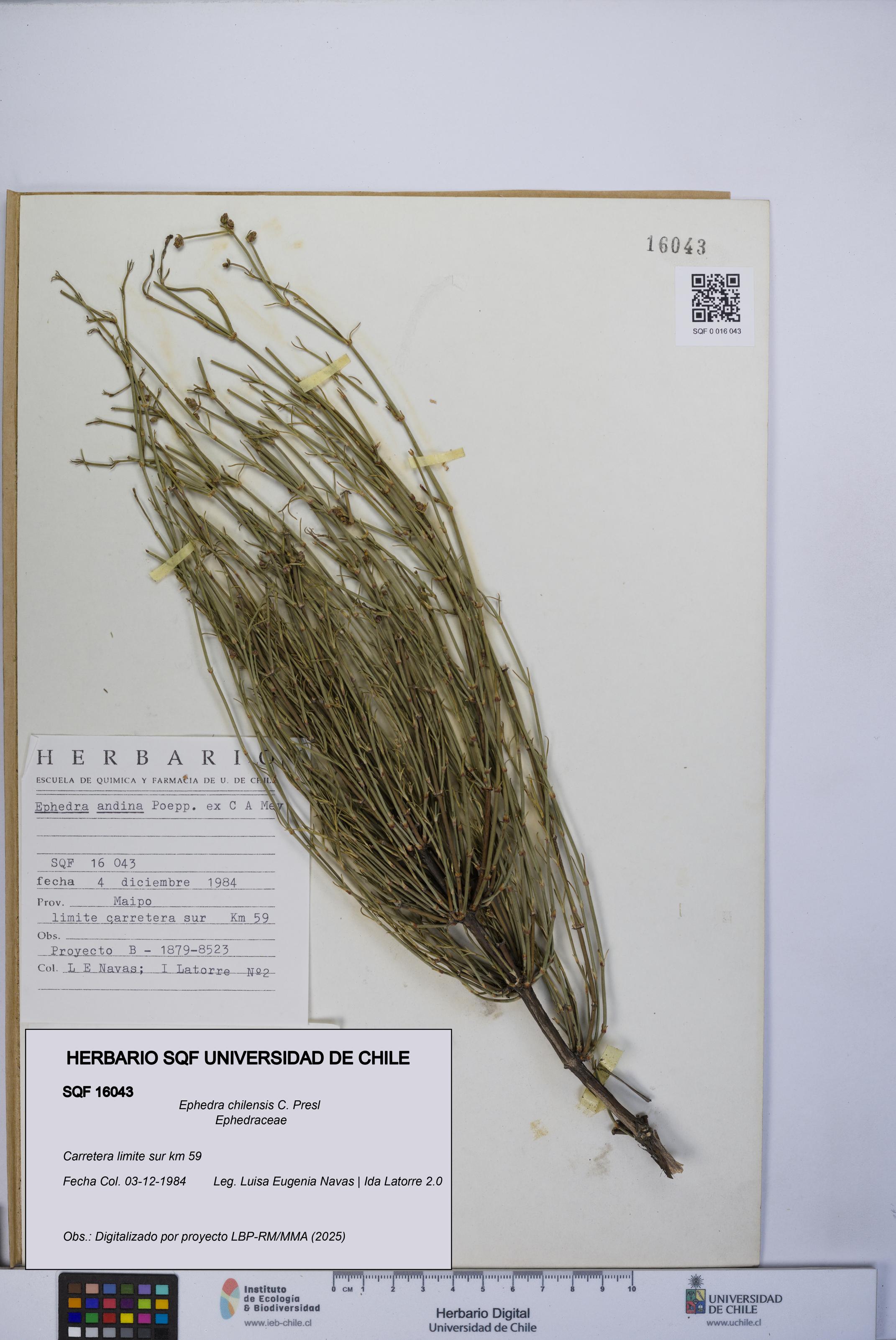 Ephedra chilensis [Espécimen: UCH:SQF:0016043]