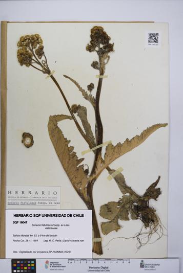 Senecio fistulosus [Espécimen: UCH:SQF:0016047]