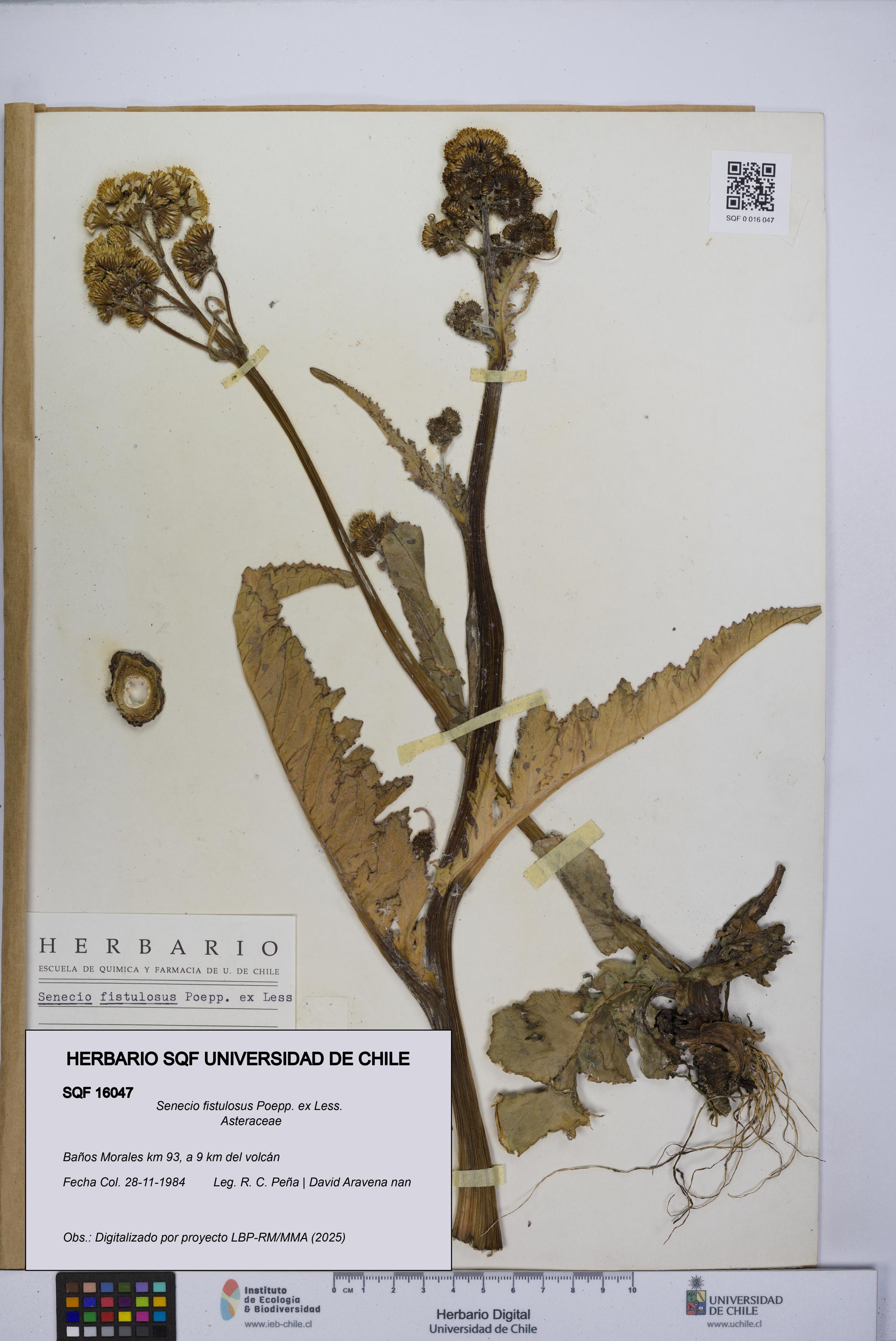 Senecio fistulosus [Espécimen: UCH:SQF:0016047]