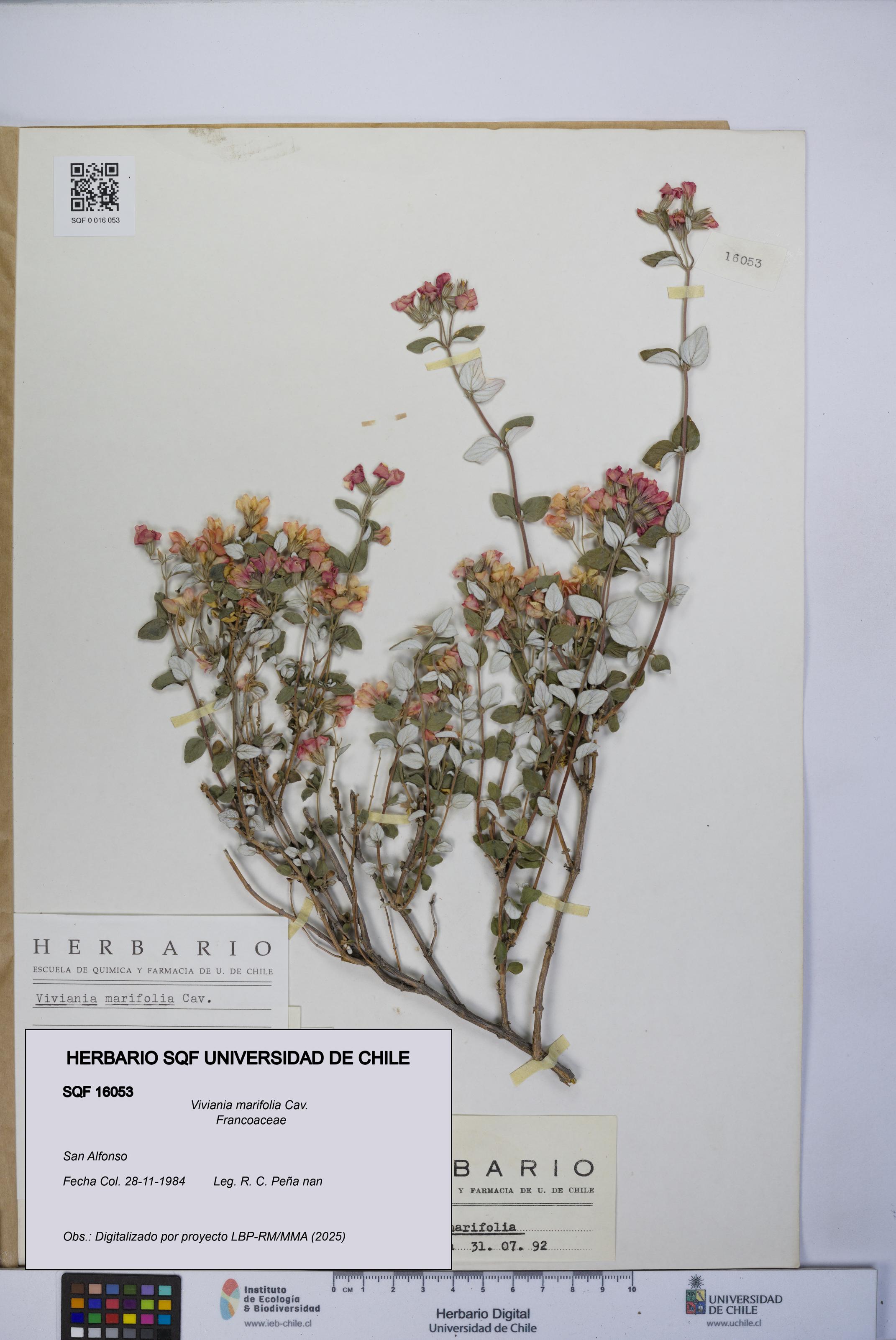 Viviania marifolia [Espécimen: UCH:SQF:0016053]