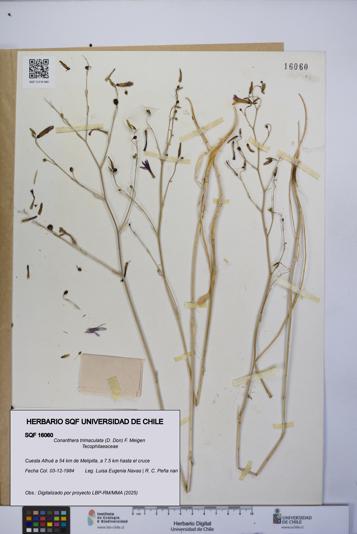 Conanthera trimaculata [Espécimen: UCH:SQF:0016060]