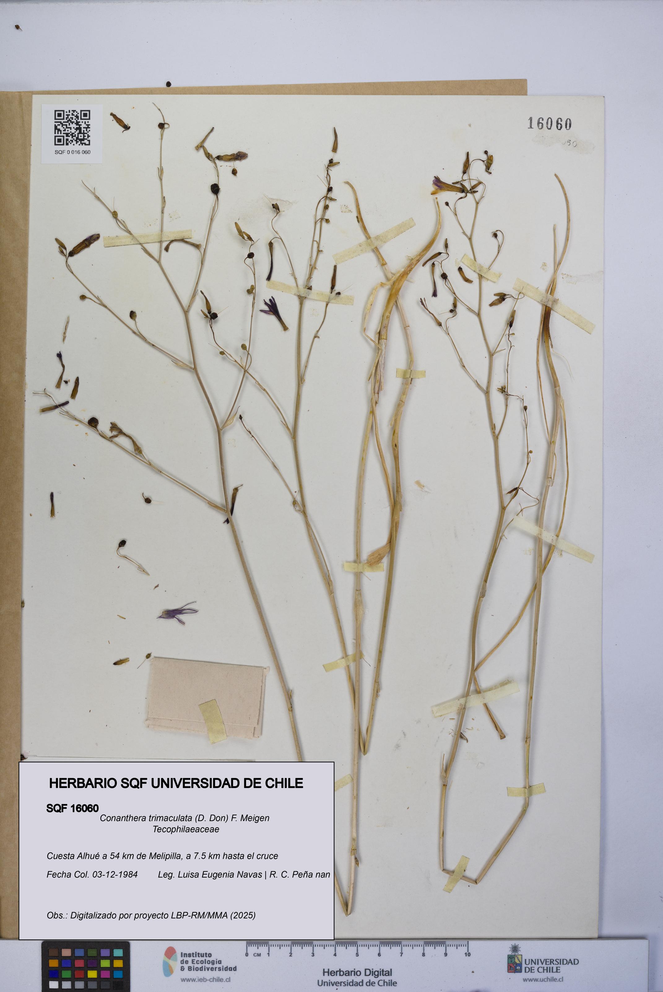 Conanthera trimaculata [Espécimen: UCH:SQF:0016060]