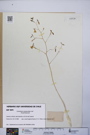 Conanthera campanulata [Espécimen: UCH:SQF:0016070]