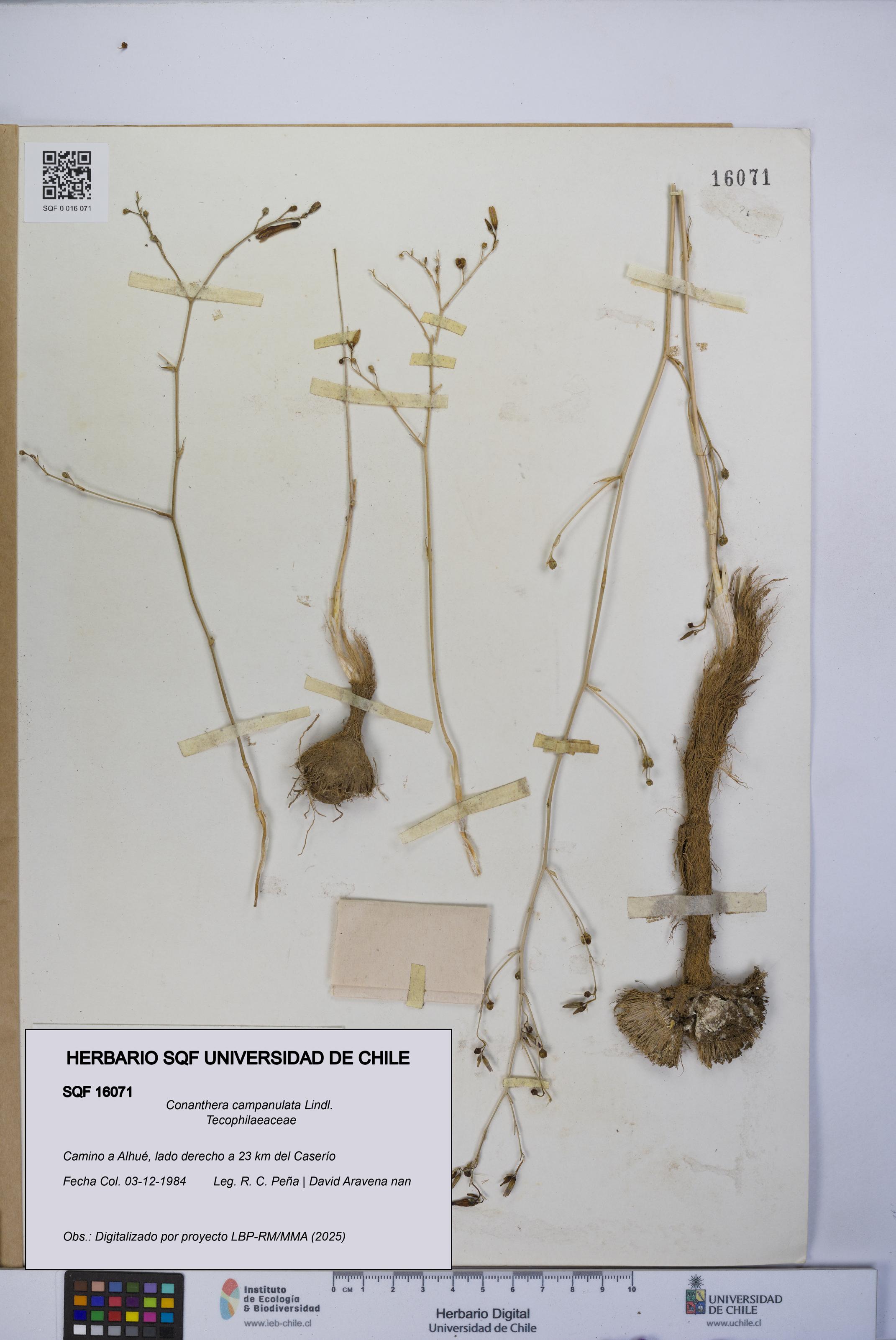 Conanthera campanulata [Espécimen: UCH:SQF:0016071]