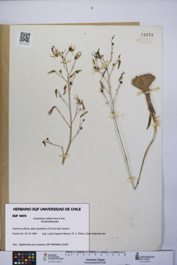 Conanthera bifolia [Espécimen: UCH:SQF:0016072]