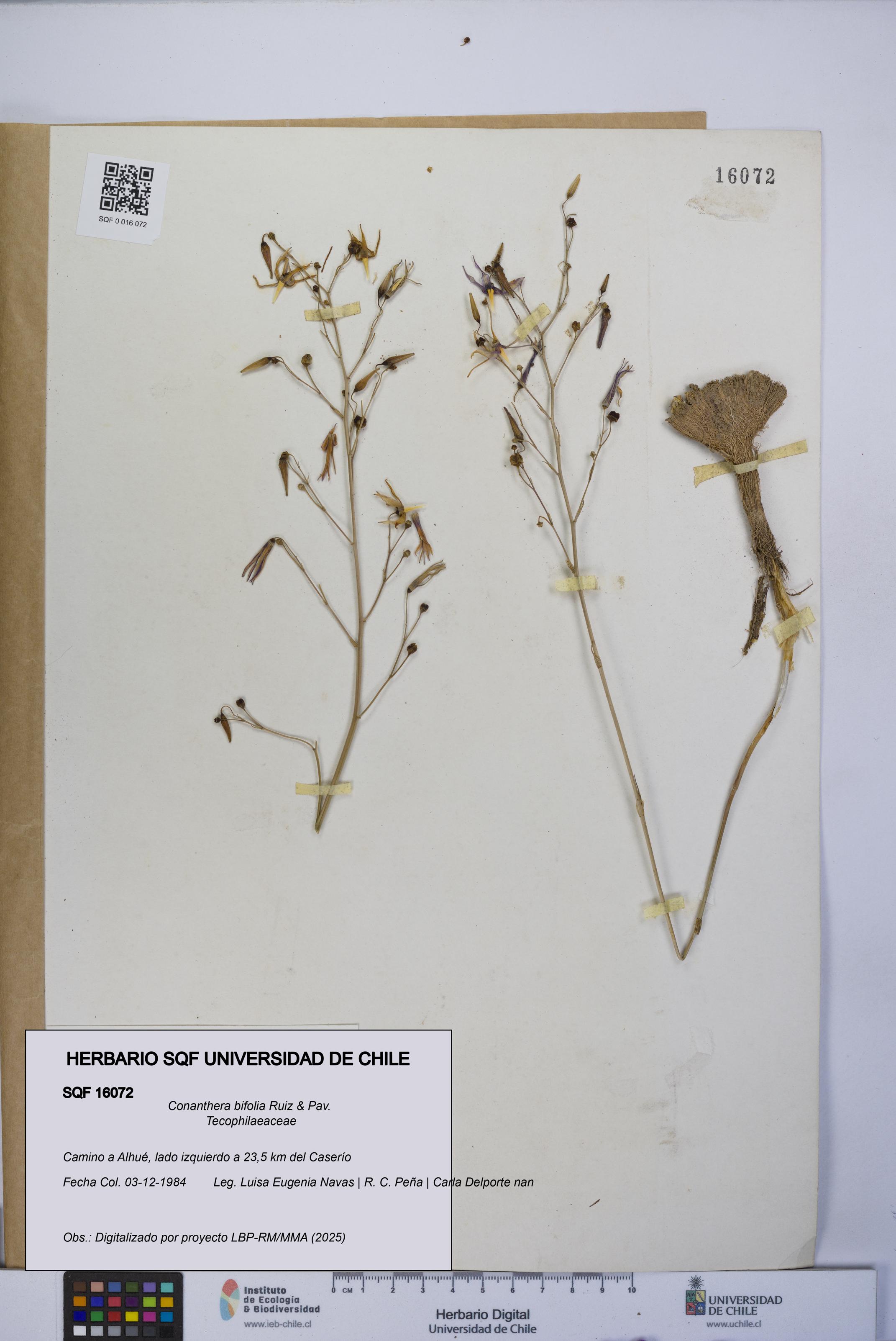 Conanthera bifolia [Espécimen: UCH:SQF:0016072]