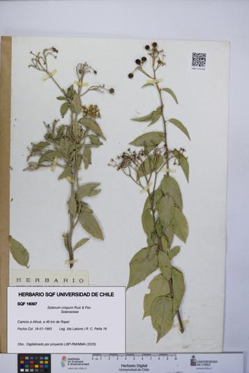 Solanum crispum [Espécimen: UCH:SQF:0016097]